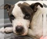 DUTCH - Male American Staffordshire Terrier Dog for Adoption - Small photo