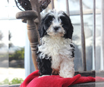 Small Photo #7 Cavapoo Puppy For Sale in GORDONVILLE, PA, USA