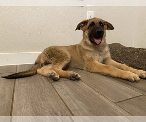 German Shepherd Dog Puppy for sale in ELGIN, TX, USA