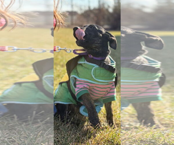 Medium Photo #5 Labrador Retriever-Unknown Mix Puppy For Sale in NYC, NY, USA