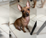 Small Chihuahua