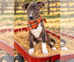 Small Photo #2 Border Collie-Chocolate Labrador retriever Mix Puppy For Sale in Mt. Laurel, NJ, USA