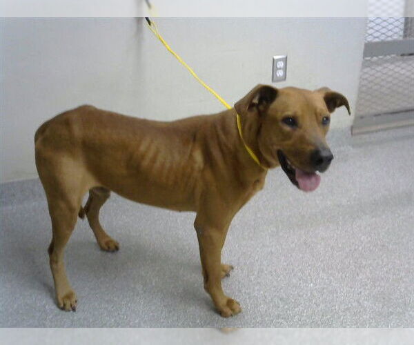 Medium Photo #1 Rhodesian Ridgeback-Unknown Mix Puppy For Sale in Pasadena, TX, USA