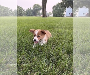 Medium Pembroke Welsh Corgi