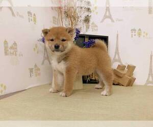 Shiba Inu Puppy for sale in LOS ANGELES, CA, USA