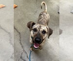 Small #1 Plott Hound Mix