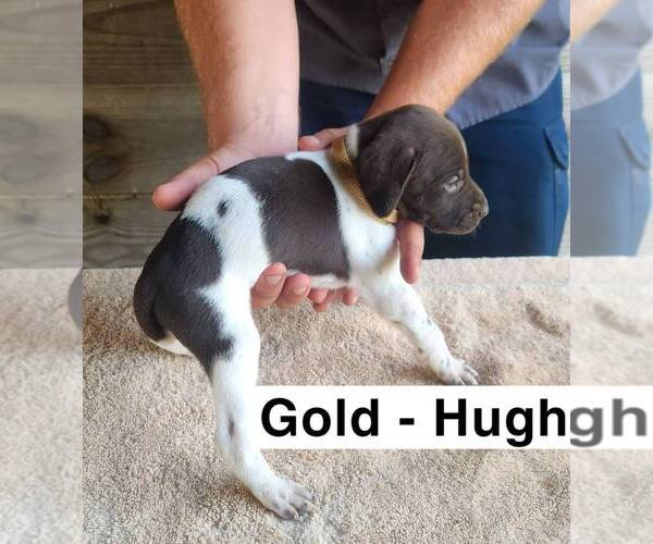Medium Photo #1 German Shorthaired Pointer Puppy For Sale in EDENTON, NC, USA
