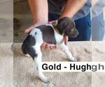 Puppy Hugh German Shorthaired Pointer