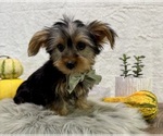 Small #5 Yorkshire Terrier