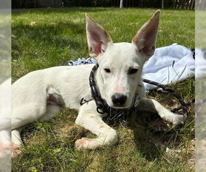 Mutt Dogs for adoption in Minneapolis, MN, USA