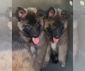 Belgian Sheepdog Puppy for Sale in PARTLOW, Virginia USA