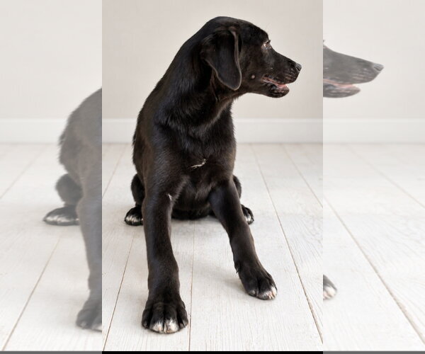 Medium Photo #3 Shepradors Puppy For Sale in Southbury, CT, USA