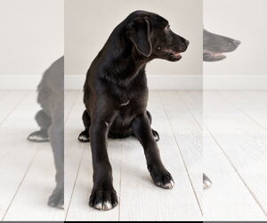 Treat Boo ~ meet me! - Female Shepradors Dog for Adoption - Photo #3