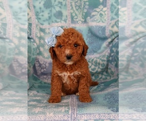 Goldendoodle Puppy for sale in KIRKWOOD, PA, USA
