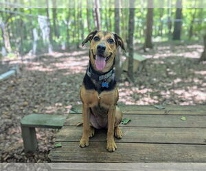 German Shepherd Dog-Unknown Mix Dogs for adoption in McCormick, SC, USA