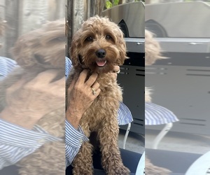 Father of the Double Doodle puppies born on 08/04/2026