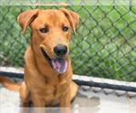 Small Labrador Retriever Mix