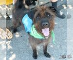 Small #2 Poodle (Standard)-Retriever  Mix