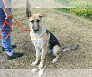 German Shepherd Dog Puppy for Sale in PIEDMONT, Missouri USA