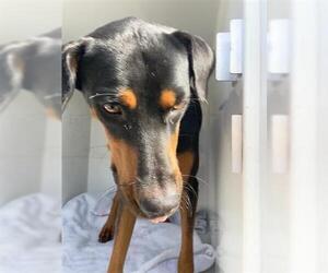Rotterman Dogs for adoption in Houston, TX, USA