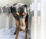 Small Rotterman