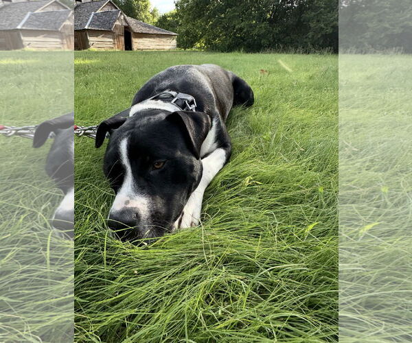 Medium Photo #8 Mutt Puppy For Sale in Euless, TX, USA
