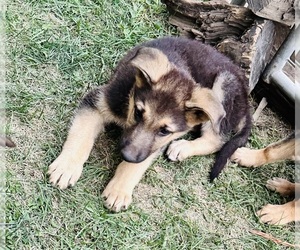 German Shepherd Dog Puppy for sale in WILMINGTON, IL, USA