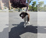 Small German Shepherd Dog Mix