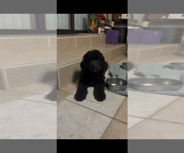 Medium Photo #1 Poodle (Standard) Puppy For Sale in CARMICHAEL, CA, USA