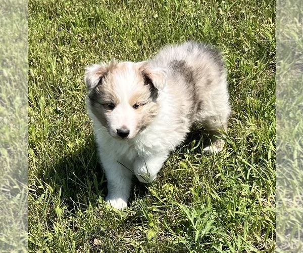 Medium Photo #8 Shetland Sheepdog Puppy For Sale in FORT MORGAN, CO, USA