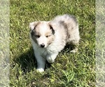 Small #7 Shetland Sheepdog