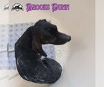 Small Photo #5 Dachshund Puppy For Sale in San Antonio, TX, USA