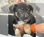 Small #9 Labrador Retriever Mix