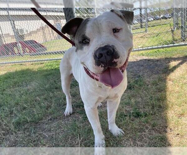 Medium Photo #2 American Pit Bull Terrier-Unknown Mix Puppy For Sale in Corpus Christi, TX, USA