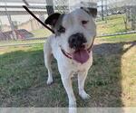 Small #1 American Pit Bull Terrier Mix