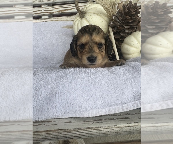 Medium Photo #27 Dachshund Puppy For Sale in MARSHFIELD, MO, USA