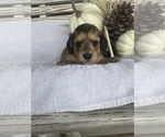 Small Photo #27 Dachshund Puppy For Sale in MARSHFIELD, MO, USA