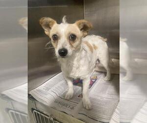 Chihuahua Dogs for adoption in Bakersfield, CA, USA