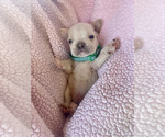 Puppy 6 French Bulldog