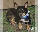 Small #2 Australian Kelpie Mix