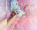 Small #22 Maltese