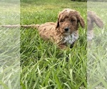Small Photo #2 Goldendoodle Puppy For Sale in ZOLFO SPRINGS, FL, USA