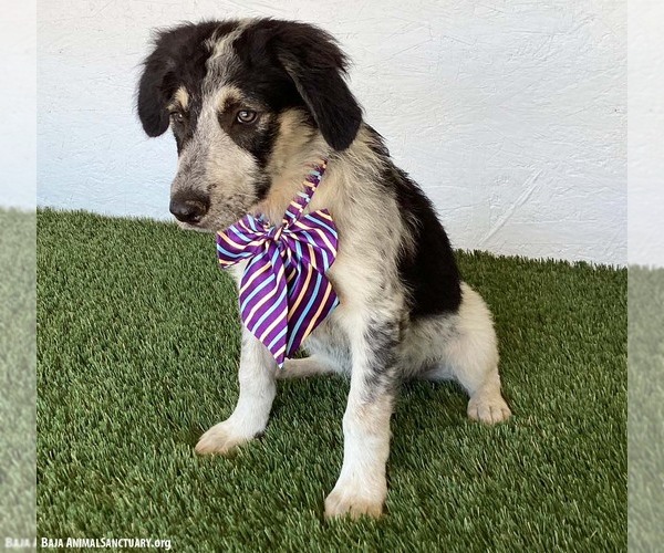 Medium Photo #4 Australian Shepherd-Unknown Mix Puppy For Sale in San Diego, CA, USA