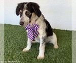 Small #3 Australian Shepherd Mix