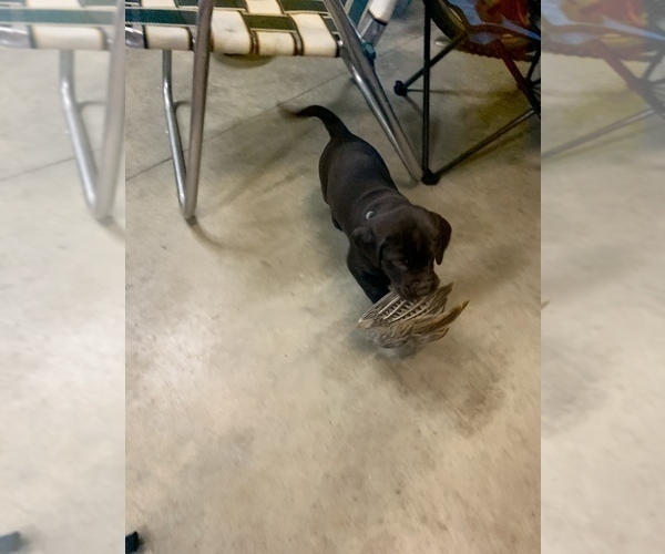 Medium Photo #3 German Shorthaired Lab Puppy For Sale in GRANITE CITY, IL, USA