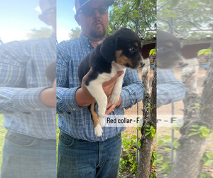 Border Collie-Mc Nab Mix Puppy for sale in VACAVILLE, CA, USA
