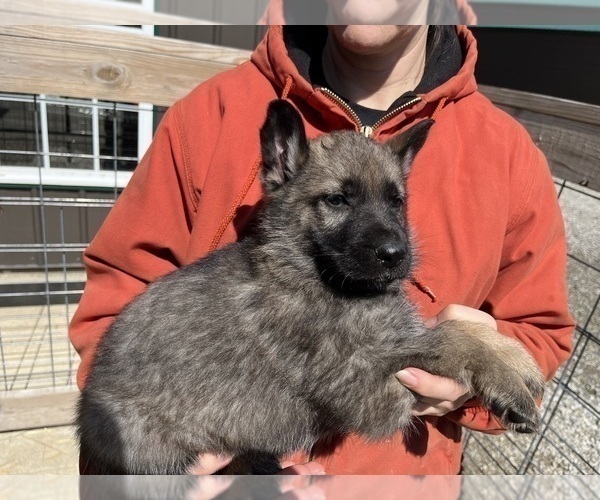 Medium Photo #5 German Shepherd Dog Puppy For Sale in CENTERBURG, OH, USA