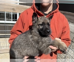 Medium German Shepherd Dog
