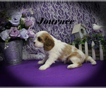 Small #4 Cavalier King Charles Spaniel