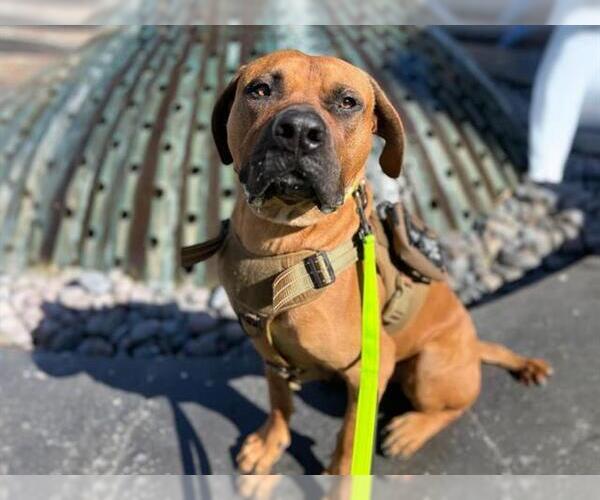 Medium Photo #2 Mastiff-Unknown Mix Puppy For Sale in Las Vegas, NV, USA